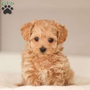 Luca, Maltipoo Puppy